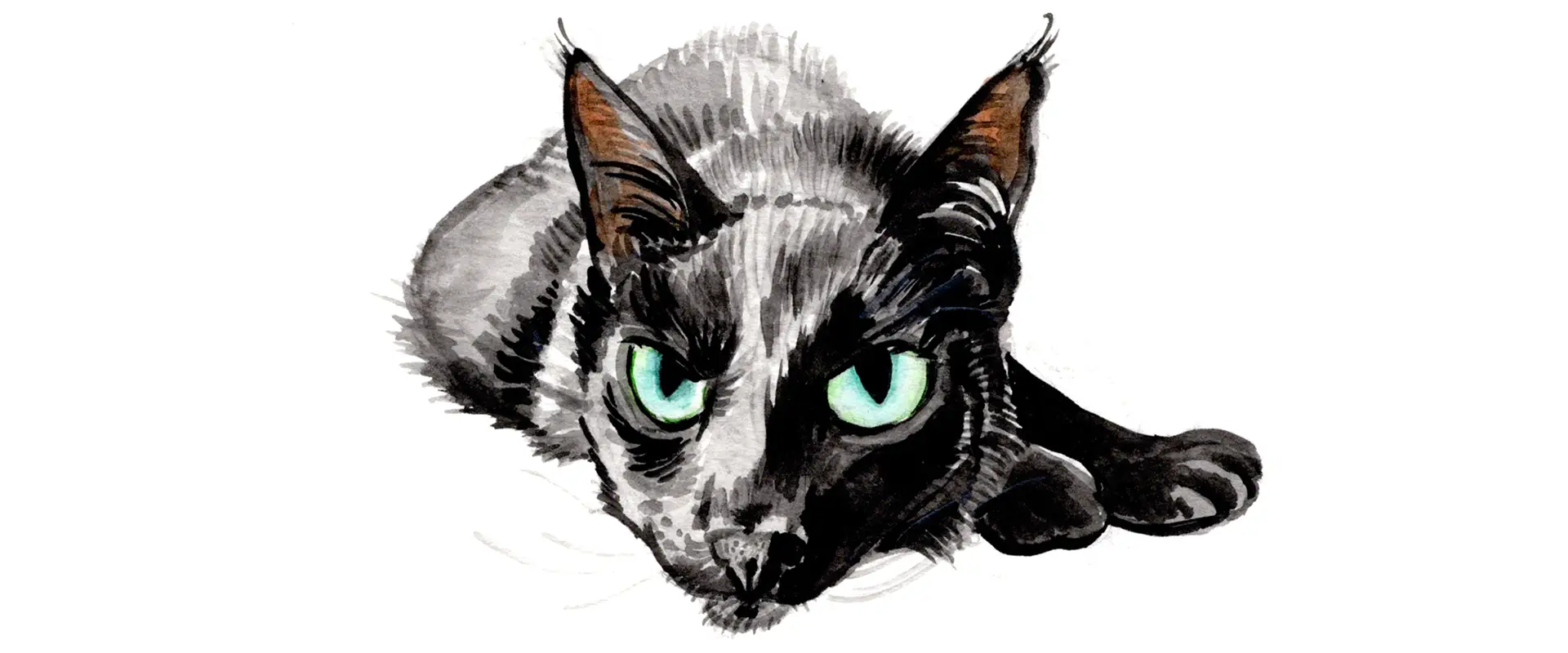 slideshow dierenportretten 02